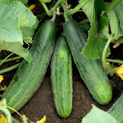 Quentova Cucumber Cross Country F1 Seed-VXL-6Q Seed(200 per packet)