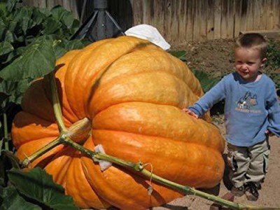 VibeX LX-13 - Rare Imported BIG MAX pumpkin - (100 Seeds) Seed(100 per packet)