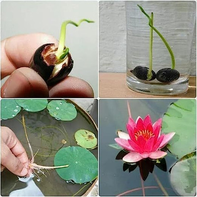 LPR LOTUS ,KAMAL GATTA Seed(20 per packet)