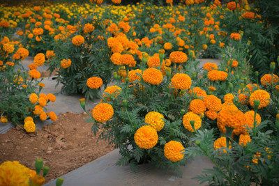 GreenHorizon marigold/gende ka phool flower seeds Seed(50 per packet)