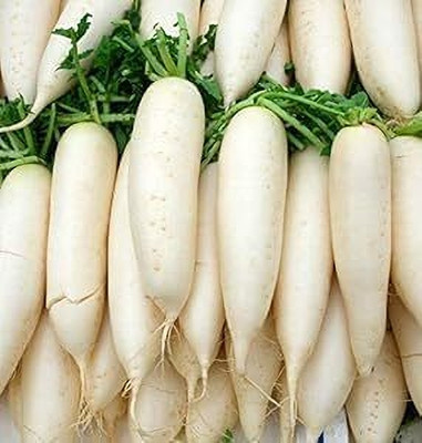 LPR MULI ,WHITE RADISH Seed(40 per packet)