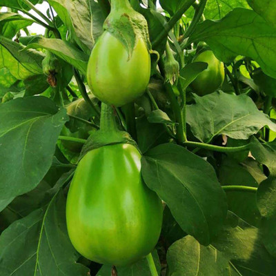 CYBEXIS Fast Germination Green Brinjal Seeds2400 Seeds Seed(2400 per packet)