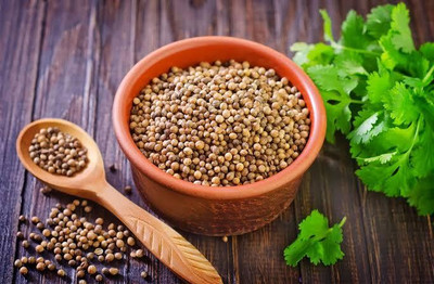 HAMPHU MSTP PLANT & SEEDS HYBRID CORIANDER SEEDS Seed(50 per packet)