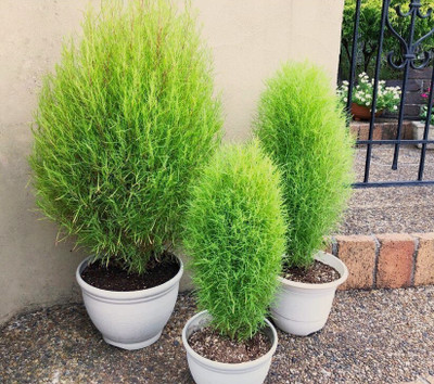 Availstore Kochia Fire Bush Foliage Seeds Seed(10 per packet)