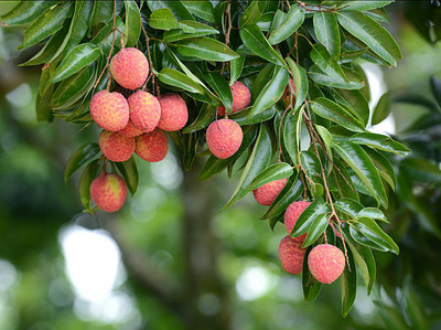 MAA LITCHI,LICHEE,LYCHEE Seed(10 per packet)