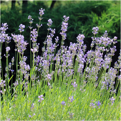 CYBEXIS LX-30 - True English Lavender - (2250 Seeds) Seed(2250 per packet)