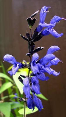 Qualtivate RES-3A MIXED COLORS SALVIA Horminum Sage Seed(100 per packet)