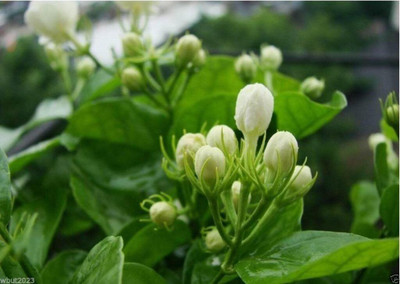 KNESSiN Gardenia Jasminoides Fragrant Exotic Shrub - Open Pollinate[100 Seeds] Seed(100 per packet)