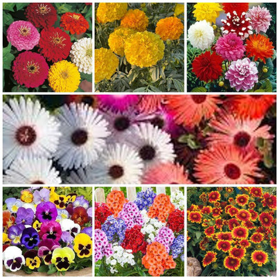 LPR MIX COMBO, FLOWER COMBOO Seed(15 per packet)