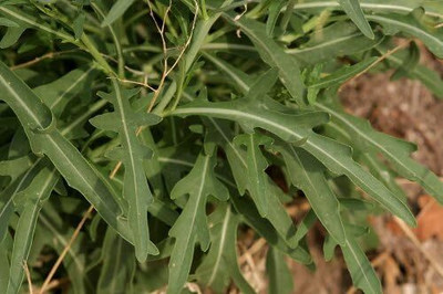 KNESSiN FXD-41 Wild Rocket Seed(200 per packet)