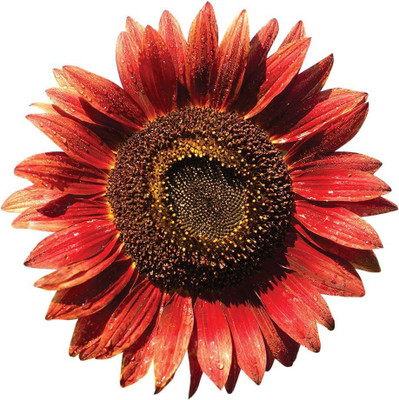 CYBEXIS LX-64 - Chianti Sunflower - (1350 Seeds) Seed(1350 per packet)