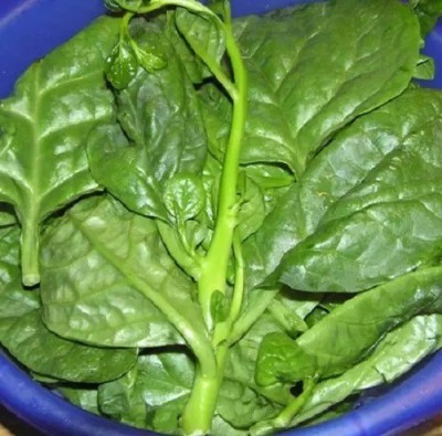 Quentova English Spinach-PUA-7Z Seed(300 per packet)