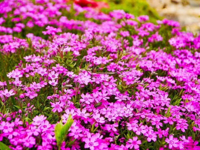 VibeX ® XXL-158 Mother of Creeping Thyme Seeds Seed(200 per packet)
