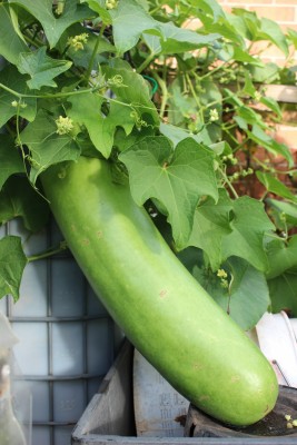 VERL Long Bottle Gourd Seeds Seed(100 per packet)