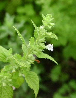 CEZIUS Lemon balm Melissa officinalis Seed(100 per packet)