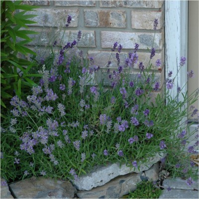 Biosnyg YRS-31 Munstead Lavender (Lavandula angustifolia)-[200 Seeds] Seed(200 per packet)