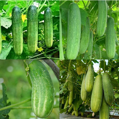 ibains Cucumber seed packetof Kakari sosa seeds pack of 23 Seed(32 per packet)