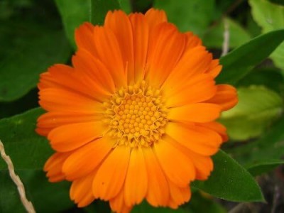 Qualtivate NDIR-332 Orange Marigold Seed Seed(500 per packet)