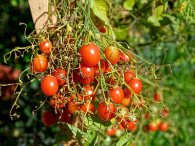 Rawmest tomato Seed(115 per packet)