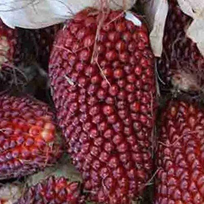 WILLVINE LXI-745 Strawberry Corn Red Sweet Popcorn Seed(500 per packet)