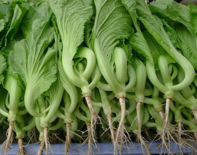VibeX ® XXL-89 Chinese Mustard GAI Choi Cabbage Seed(500 per packet)