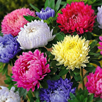 VibeX NBIR-8 - Chrysanthemum Flower Plant - (270 Seeds) Seed(270 per packet)