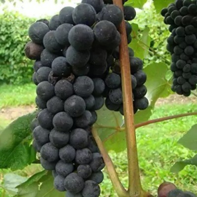 Aro Grapes Fruit Seed(52 per packet)