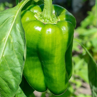 Biosnyg High Yield Chinese Giant Capsicum Vegetable Seeds for Garden-(200 Seeds) Seed(200 per packet)
