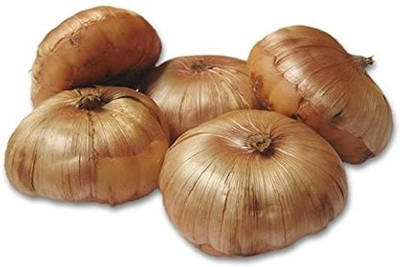 CRGO GLADIOULUS Seed(10 per packet)
