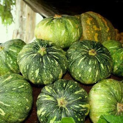 Aywal Pumpkin Mix Giant Heirloom Seed(18 per packet)