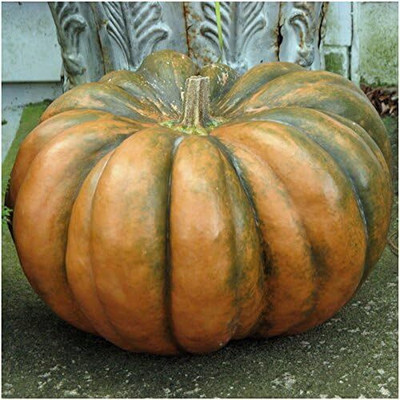 Qualtivate ICRA6-A Fairytale Pumpkin (Cucurbita moschata) Seed(50 per packet)