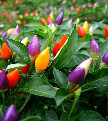 Lorvox Capsicum Choice Round Mix Flower Seed(30 per packet)