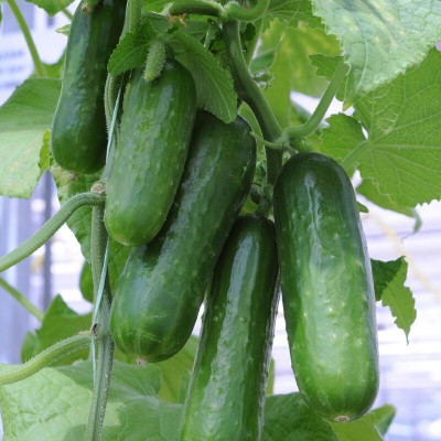 Hybrid Galaxy Fresh VNR Cucumber Vegetable Hybrid Seed(300 per packet)