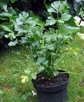 CYBEXIS NBIR-42 - Chinese Celery - (750 Seeds) Seed(750 per packet)