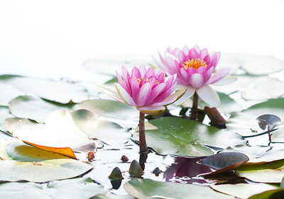 YUGANTAR lotus,kamal gatta Seed(10 per packet)