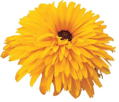 CYBEXIS XLR-6 - Double Gold Gloriosa Daisy - (60 Seeds) Seed(60 per packet)
