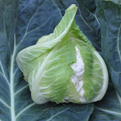 Quentova Cauliflower – Amerigo-3S-AHS Seed(200 per packet)