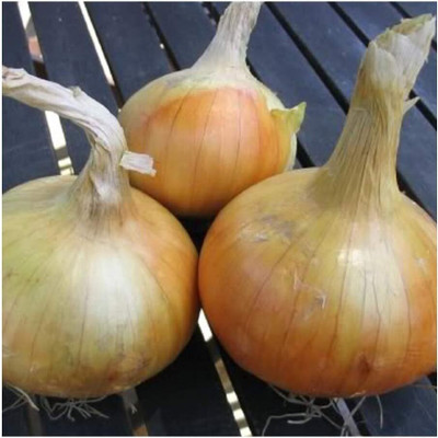 WILLVINE Onion - SENSHYU Yellow-[400 Seeds] Seed(400 per packet)