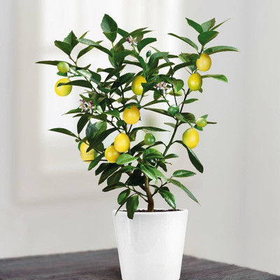 KNESSiN Yellow Lemon Tree Fruit for Home Garden[50 Seeds] Seed(50 per packet)