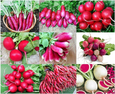 VibeX ATS-16 - This is A Mix! Radish Mix 9 TypePinkRedWhiteSweetMild - (250 Seeds) Seed(250 per packet)