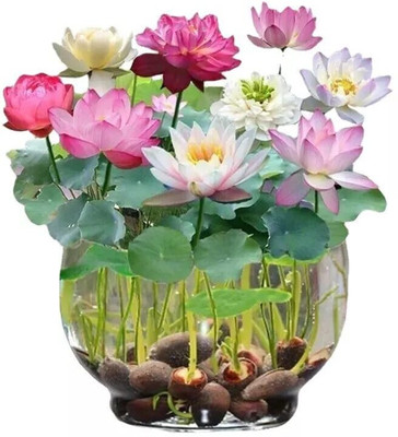 LPR LOTUS,KAMAL Seed(50 per packet)