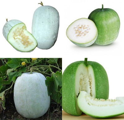 ibains Ash gourd seeds for planting 25 Seed(25 per packet)