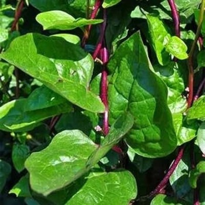 the green dotcom red malabar spinach seeds for planting/malabar spinach seed 47 Seed(47 per packet)