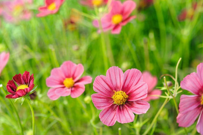 Quentova Cosmos bipinnatus ‘Antiquity’-11D-RXI Seed(75 per packet)