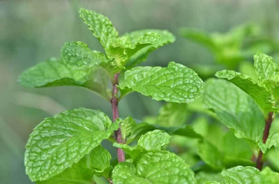 LPR PUDINA,MINT Seed(30 per packet)