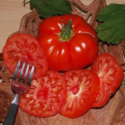 CYBEXIS Tomato Seeds MARMANDE-250 Seeds Seed(250 per packet)