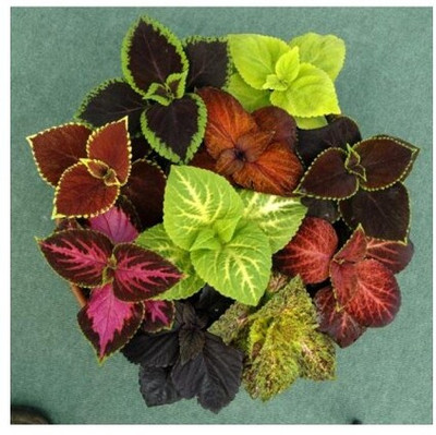 MYAT Coleus Rainbow Mixed Flower Seed(150 per packet)