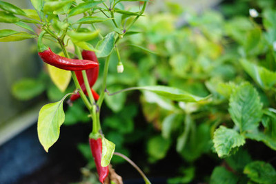 AFARTIOBINA 39 PCS CHILI SEEDS-A02 Seed(39 per packet)