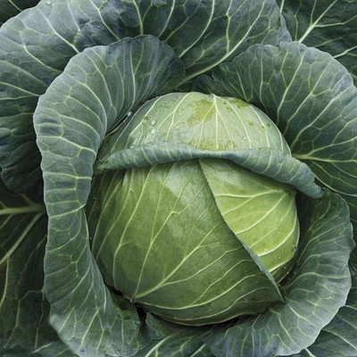 WILLVINE ROX -XII Organic Golden Acre Cabbage Seed [50g] Seed(15000 per packet)