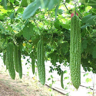 CYBEXIS NBIR-42 - Balsam Pear Bitter Melon - (100 Seeds) Seed(100 per packet)